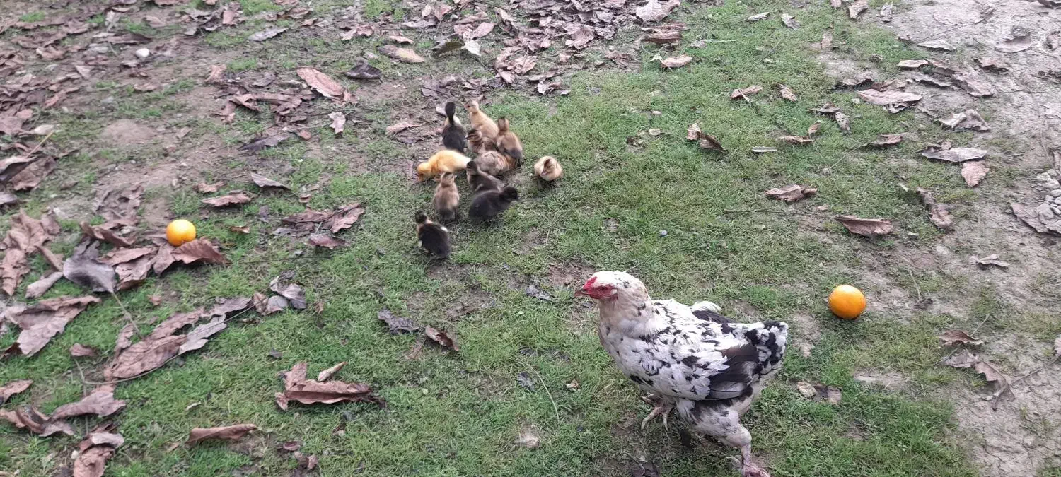 بوقلمون نر و جوجه اردک محلی فومن|حیوانات مزرعه|ماکلوان, |دیوار