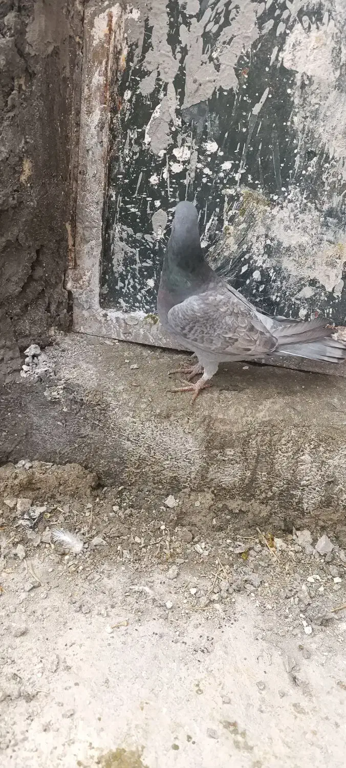کبوتر پلاکی|پرنده|کوار, |دیوار