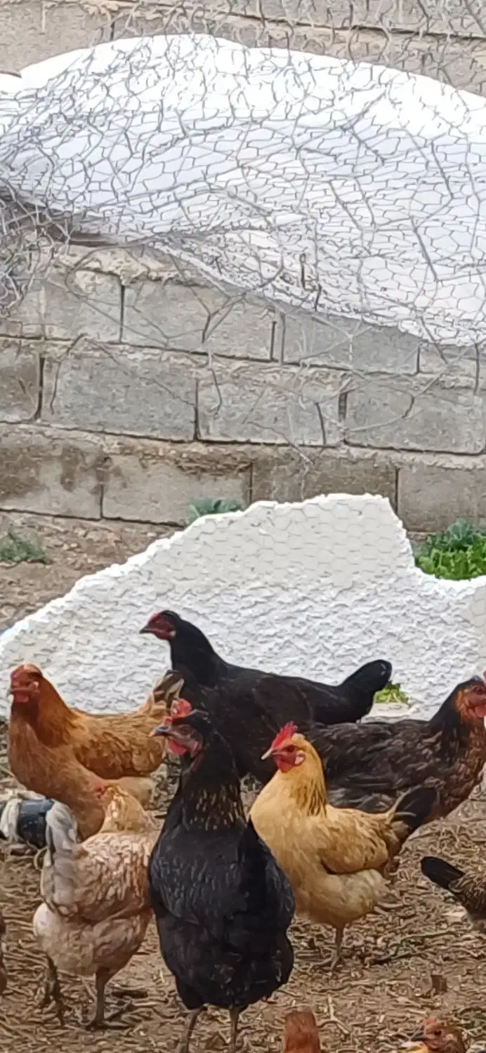 فروش ومعاوضه مرغ محلی عشایری|حیوانات مزرعه|شیراز, کرونی(خاتونک)|دیوار
