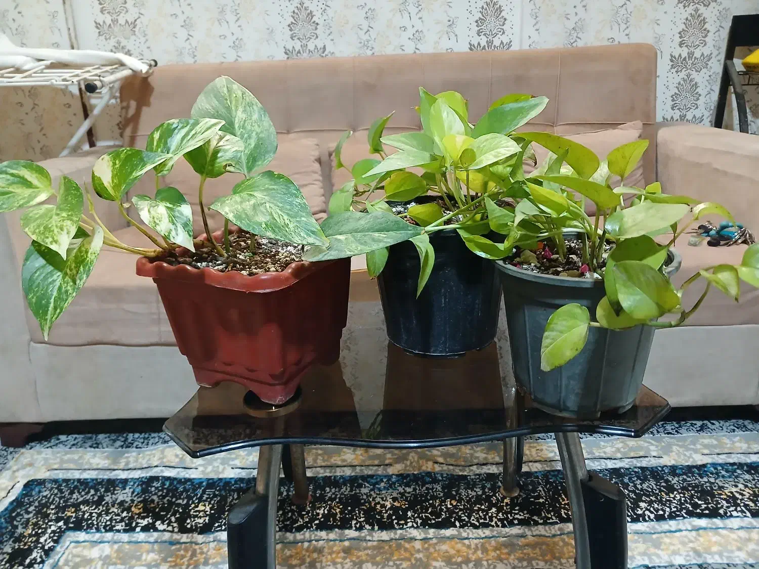 گل قیمت مناسب|کلکسیون و سرگرمی|مشهد, شهرک امام هادی (شهرک غرب)|دیوار