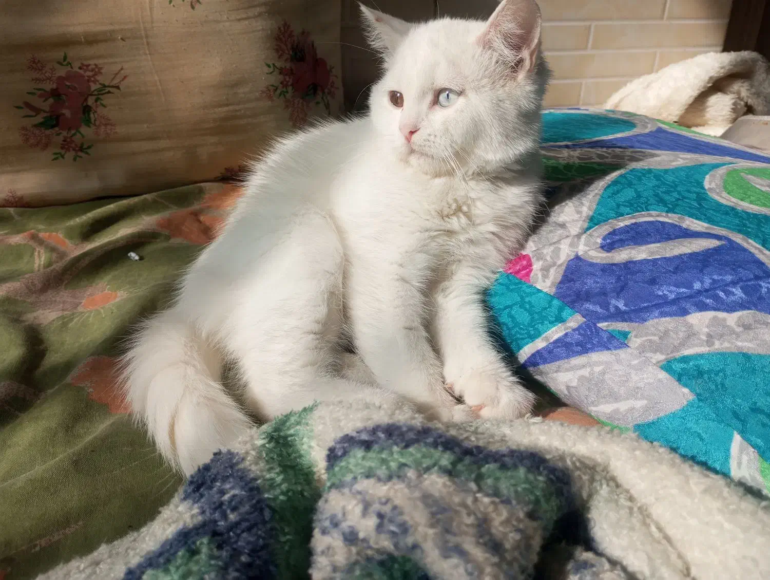 گربه لوس ماده اسکاتیش چشم دو رنگ|گربه|طرقبه, |دیوار