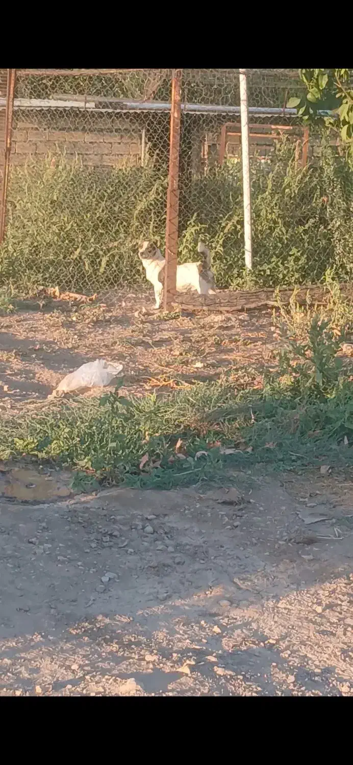 سگ‌نر|سگ|صحنه, |دیوار