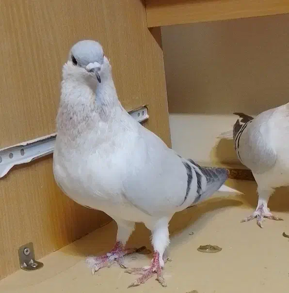 کفتر افغانی|پرنده|تهران, وردآورد|دیوار