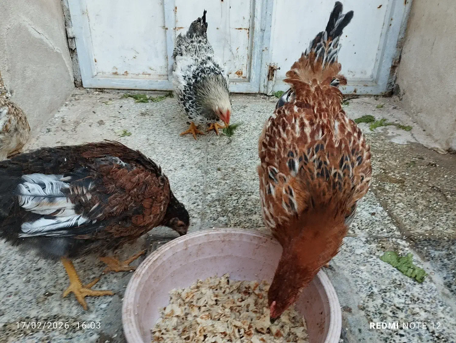 مرغ خانگی|حیوانات مزرعه|یزد, |دیوار