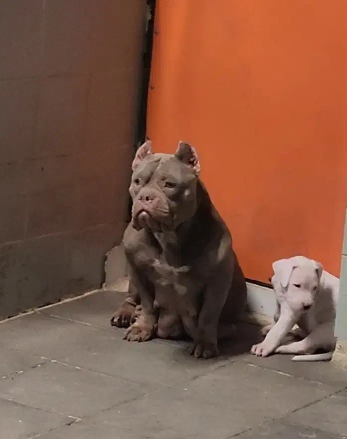 سگ اگزوتیگ|سگ|تهران, تهرانپارس شرقی|دیوار