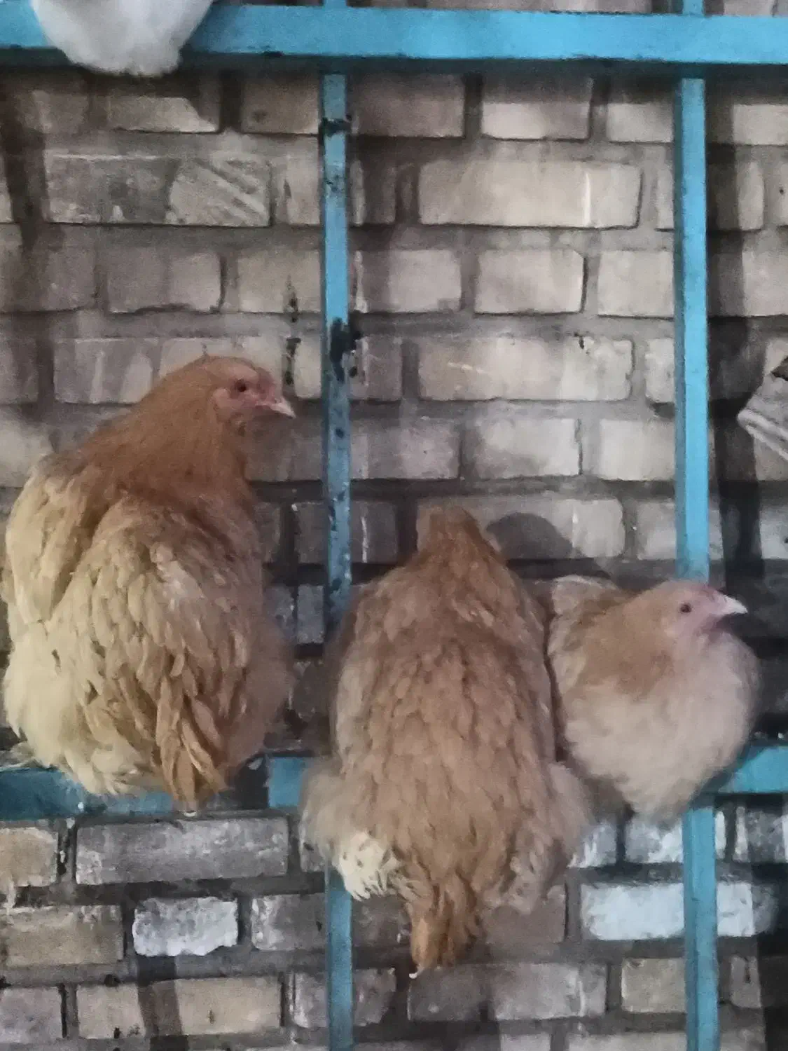 مرغ ویروس برهما|حیوانات مزرعه|نطنز, |دیوار