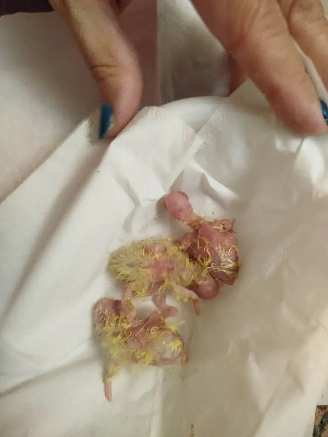 طوطی عروس هلندی لوتینو جفت مولد|پرنده|بابل, |دیوار