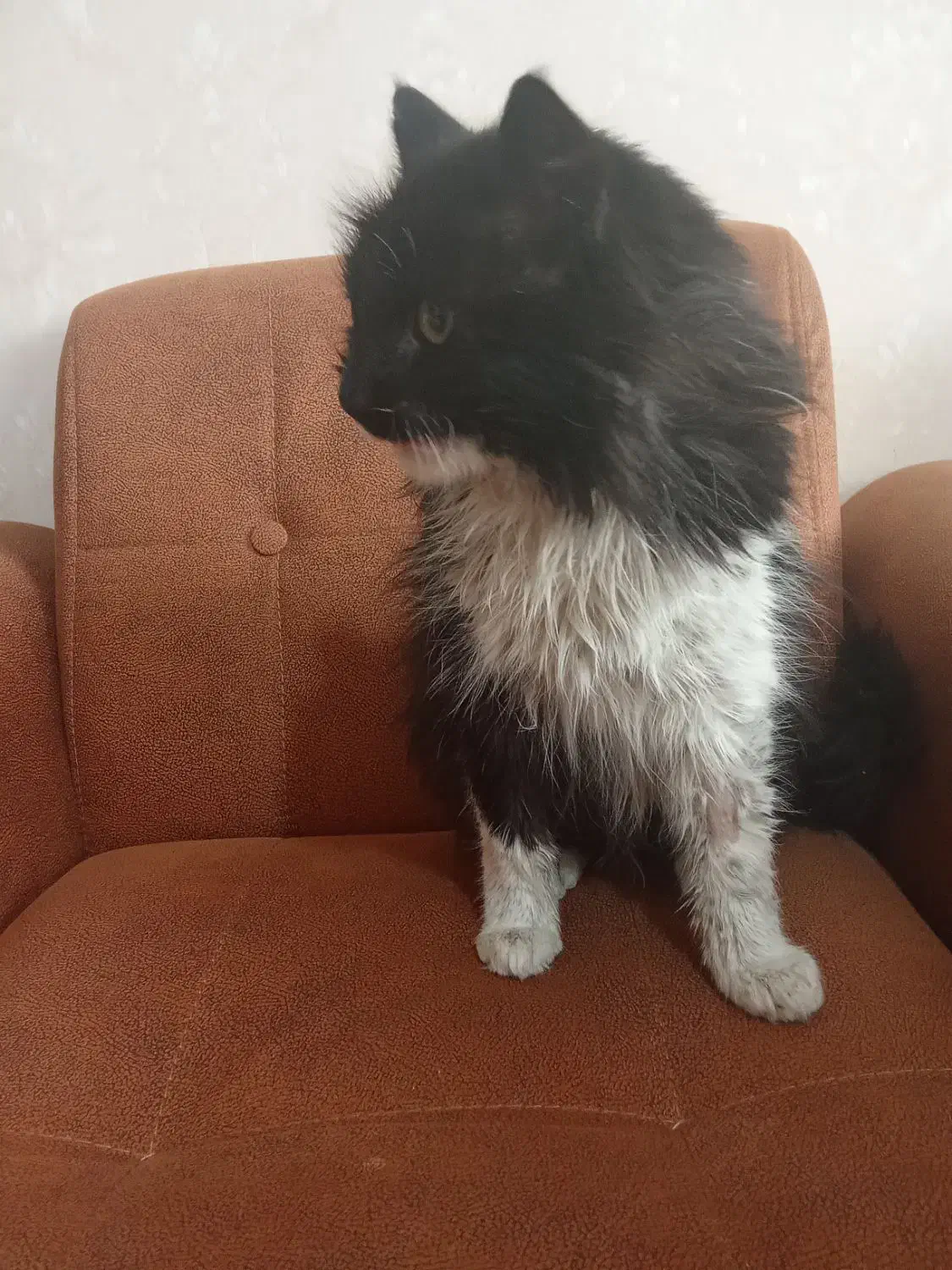 گمشده|حیوانات|مشهد, توس (بلوار توس)|دیوار