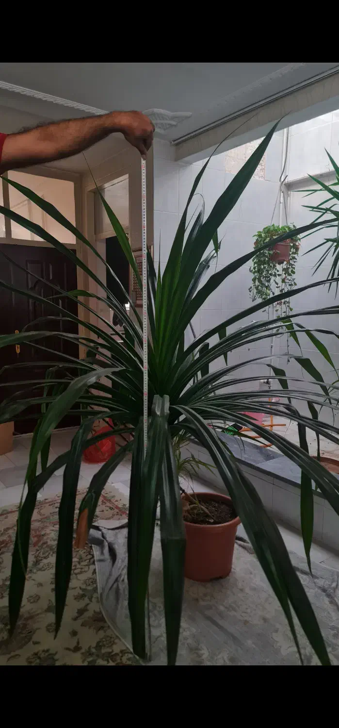 گل پاندانوس|گل و گیاه طبیعی|شهریار, کرد امیر|دیوار