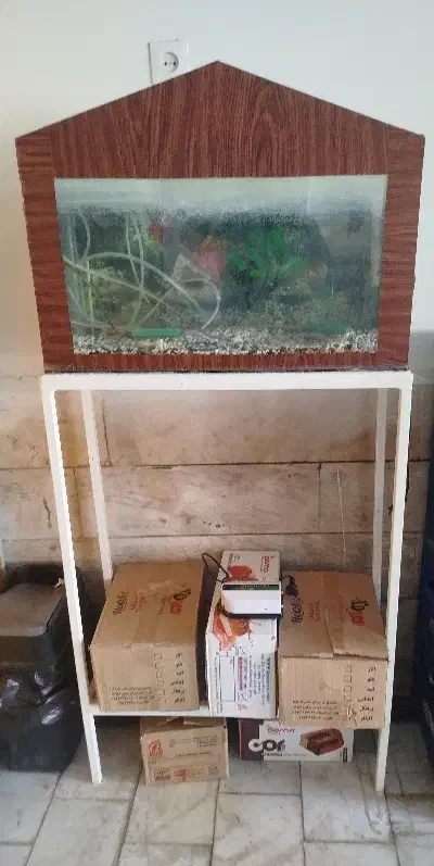 آکواریوم|ماهی|تربتحیدریه, اندیشه|دیوار