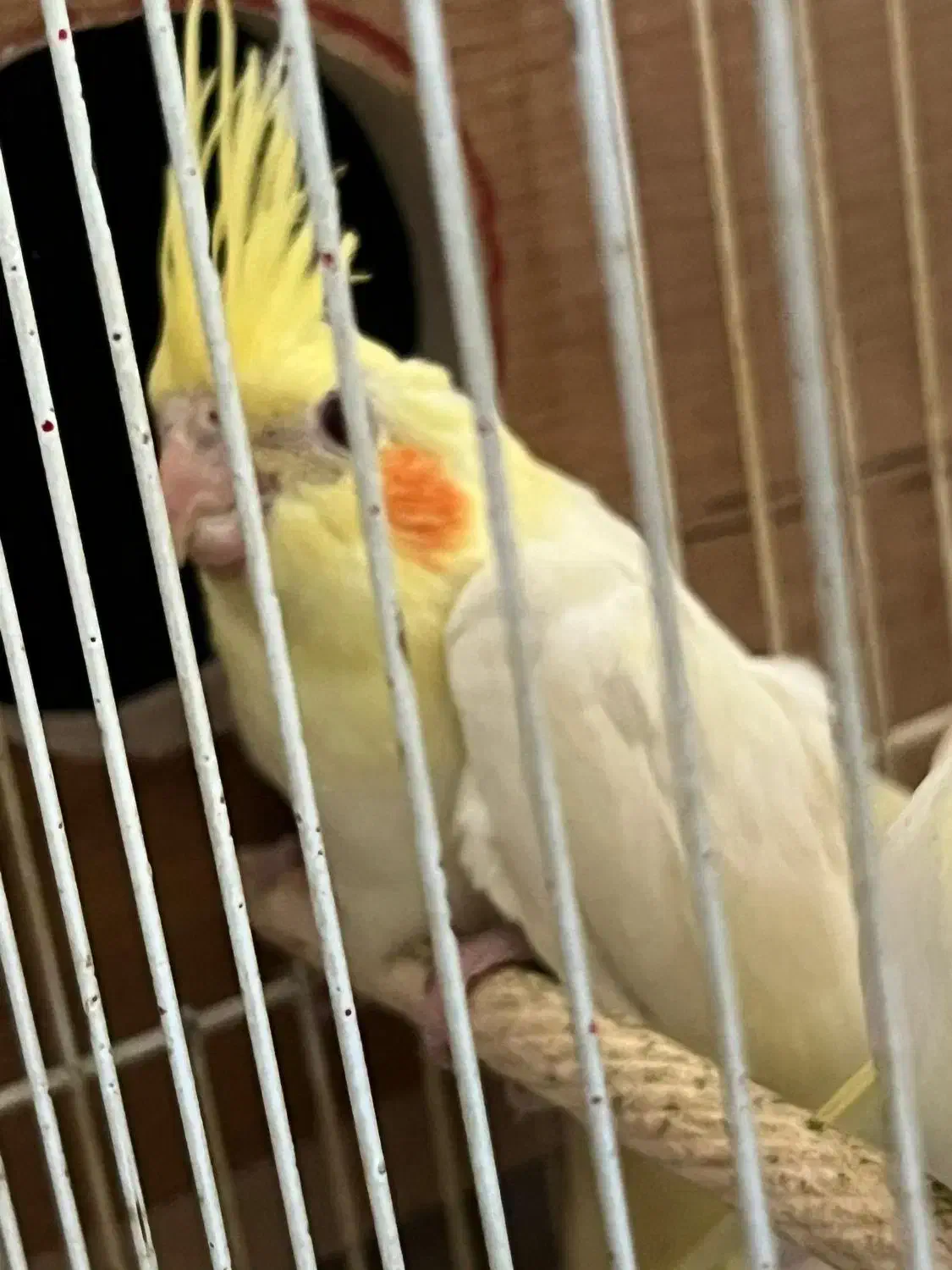 عروس هلندی|پرنده|لامرد, |دیوار