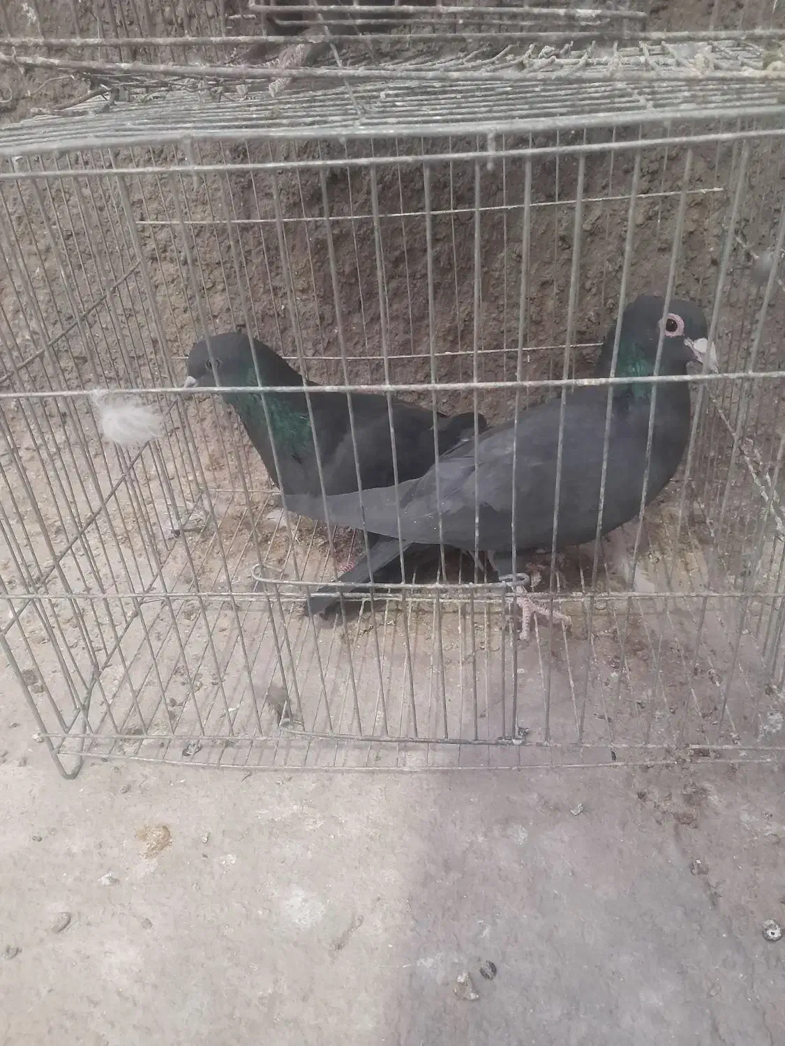 کبوتر|پرنده|زرند, |دیوار