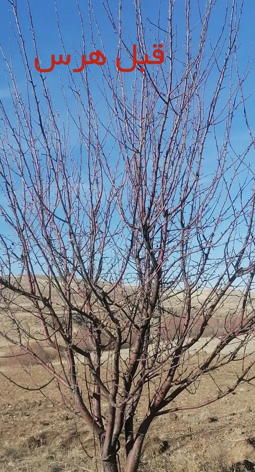 هرس کاری درختان میوه|خدمات باغبانی و درختکاری|چاراویماق, |دیوار