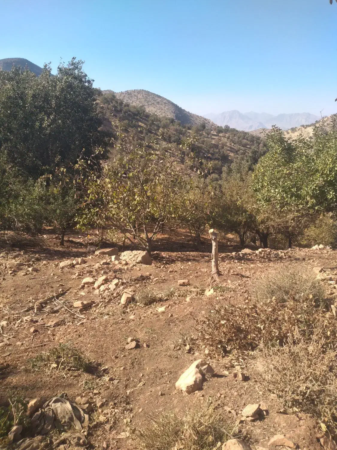 باغ ویلا تاف|فروش خانه و ویلا|مشهد, خرم آباد|دیوار