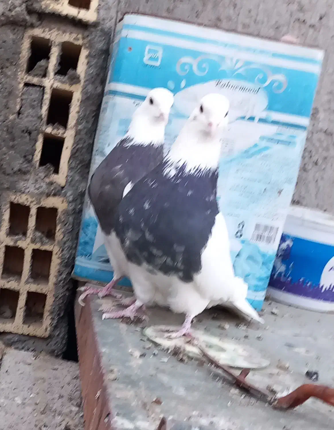 کبوترطوقی|پرنده|حبیب آباد, |دیوار