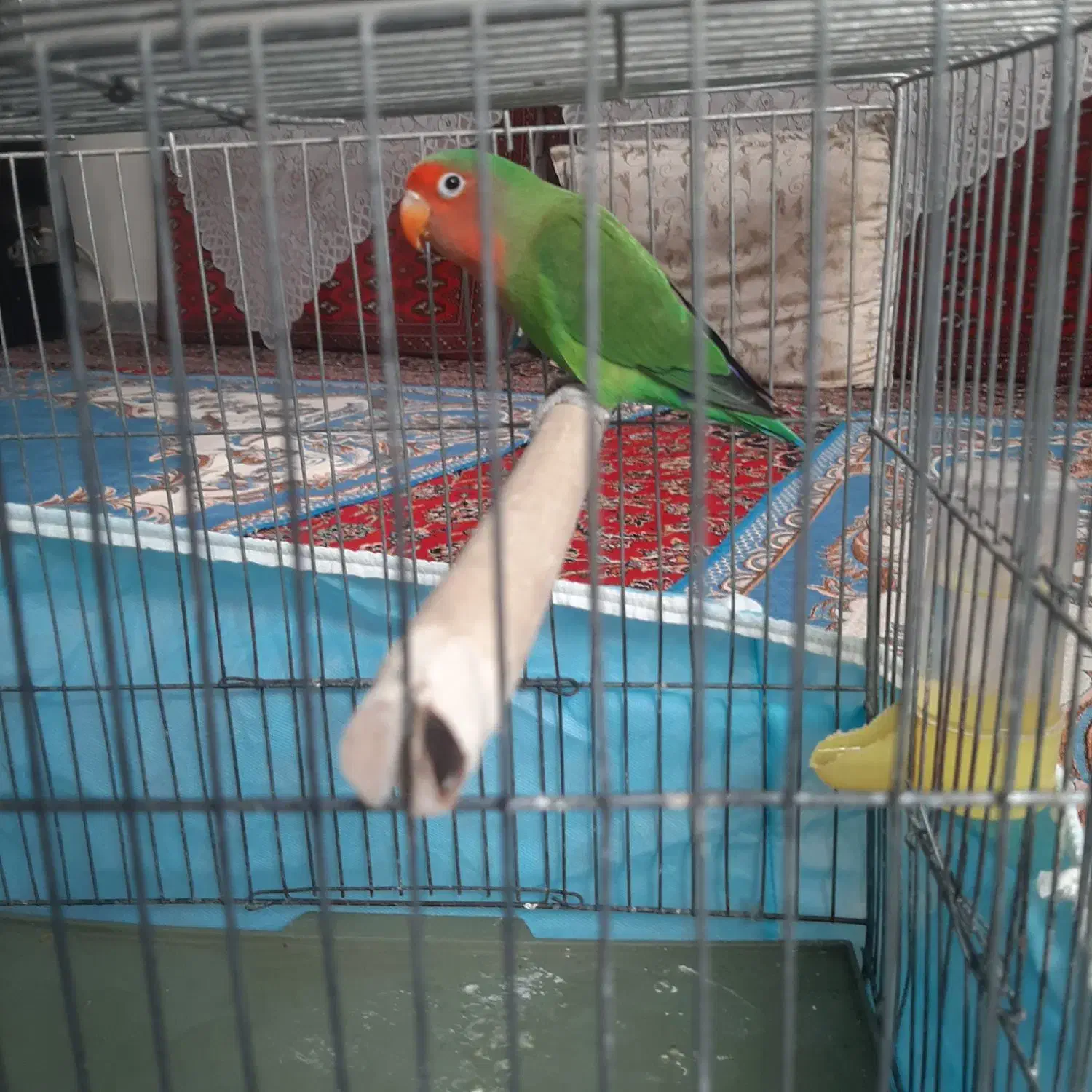 طوطی بریزلی نر آماده|پرنده|ملارد, |دیوار