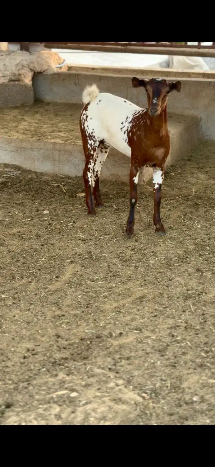 خاص و وارداتی|حیوانات مزرعه|ملایر, |دیوار