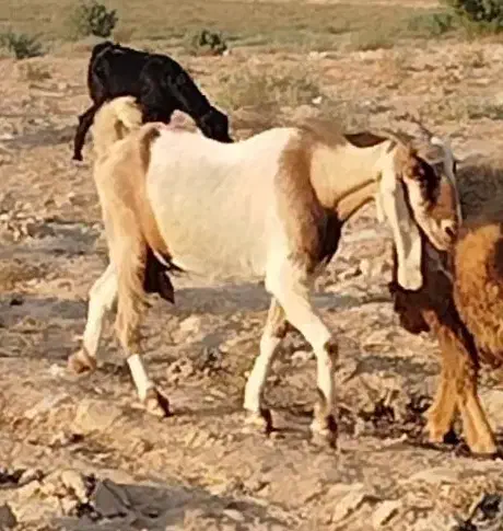 بز ابستن|حیوانات مزرعه|سعدآباد, |دیوار