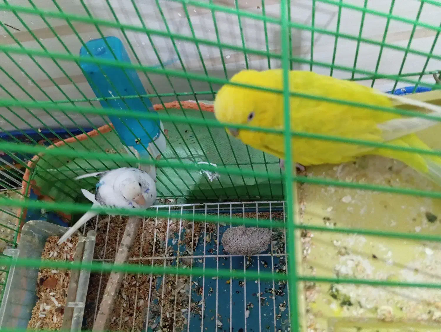 مرغ عشق یک جفت|پرنده|هامون, |دیوار