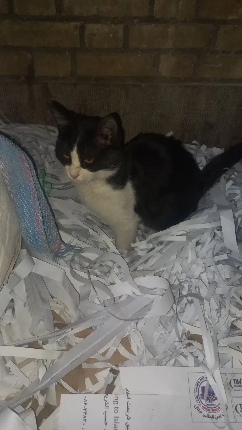 گربه خانگی|گربه|اصفهان, حصه جنوبی|دیوار