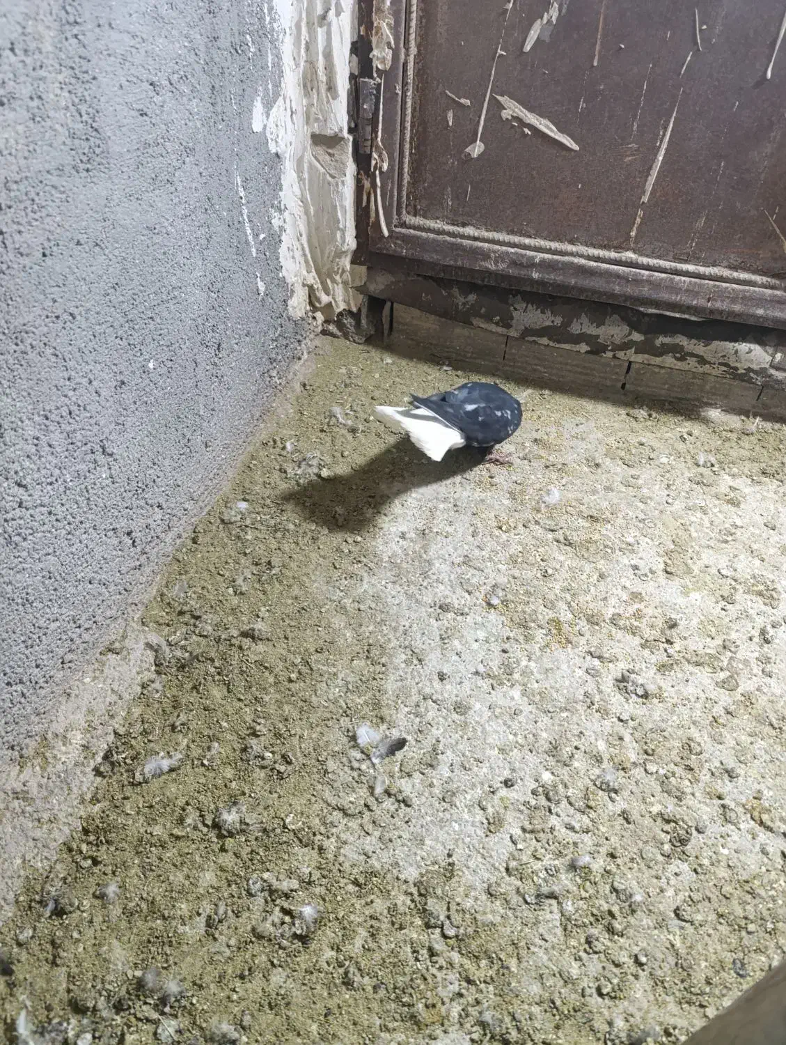 کبوتر|پرنده|اشتهارد, |دیوار