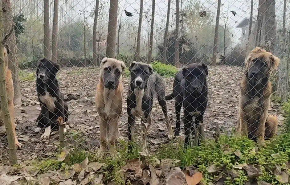 فروش توله سگ سرابی اصیل|سگ|رشت, جانبازان|دیوار