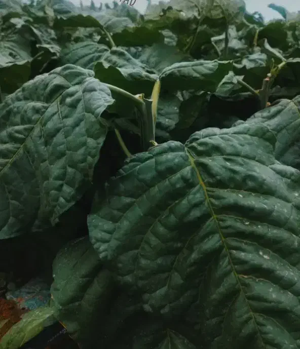 فروش انواع قلیون برازجونی|صنایع دستی و سایر لوازم تزئینی|برازجان, |دیوار