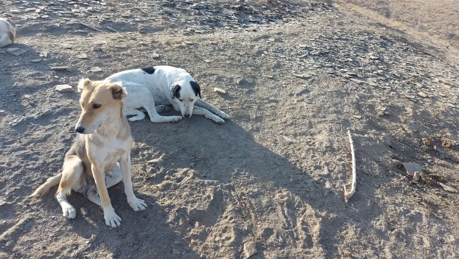 دو عدد سگ ماده نگهبان یکی گرگی|سگ|طرقبه, |دیوار