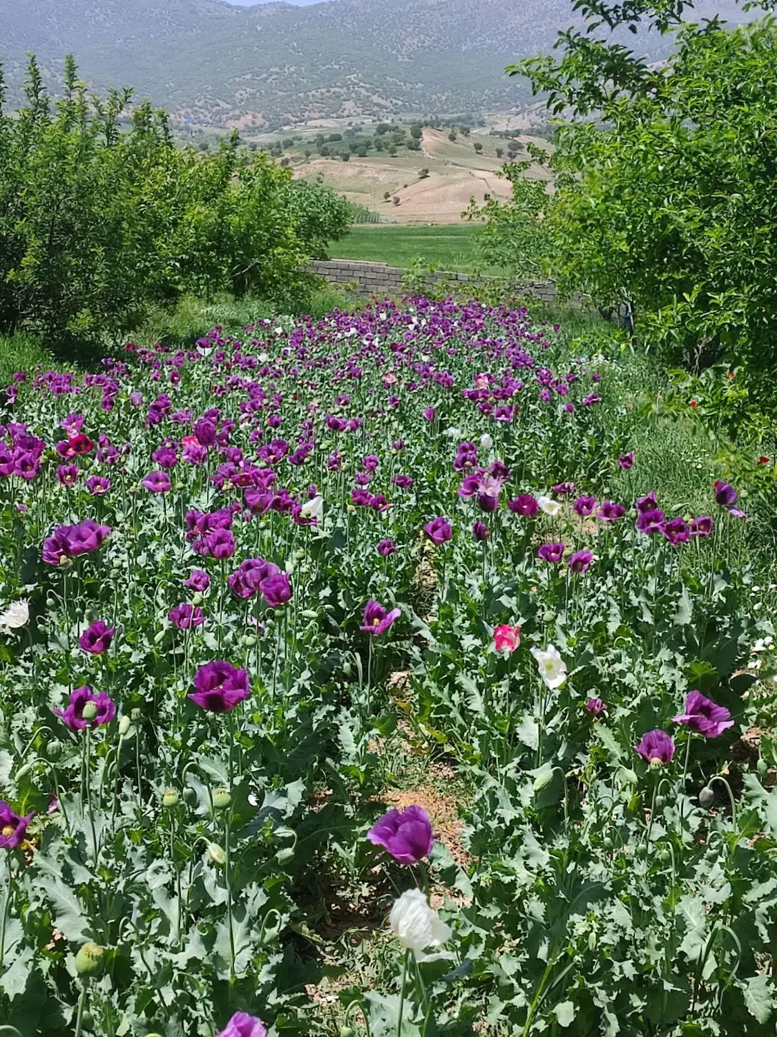 فروش باغ ویلا|فروش خانه و ویلا|نورآباد, |دیوار
