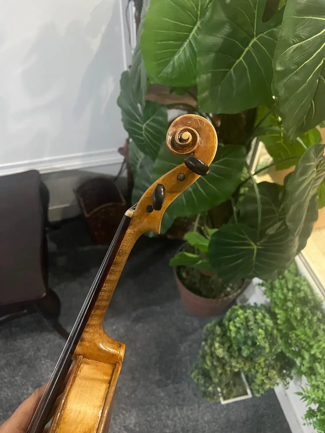 ویلن اروپایی|ویولن|تهران, دکتر هوشیار|دیوار