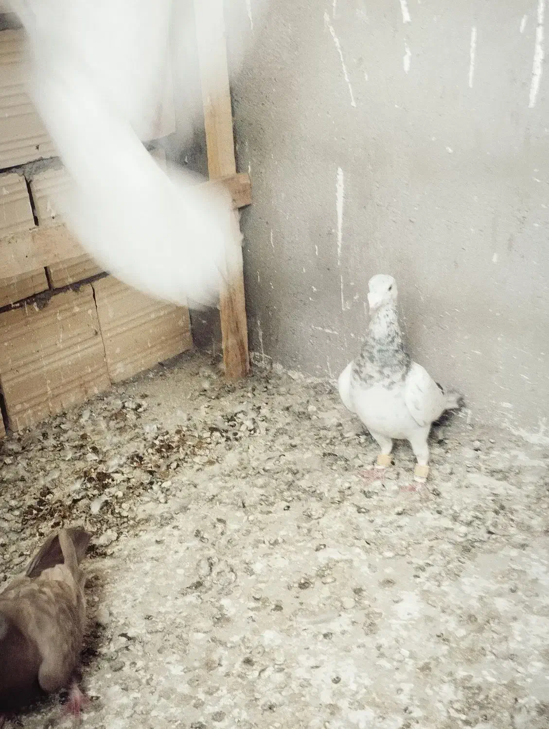 پرشی|حیوانات|خرمدشت, |دیوار