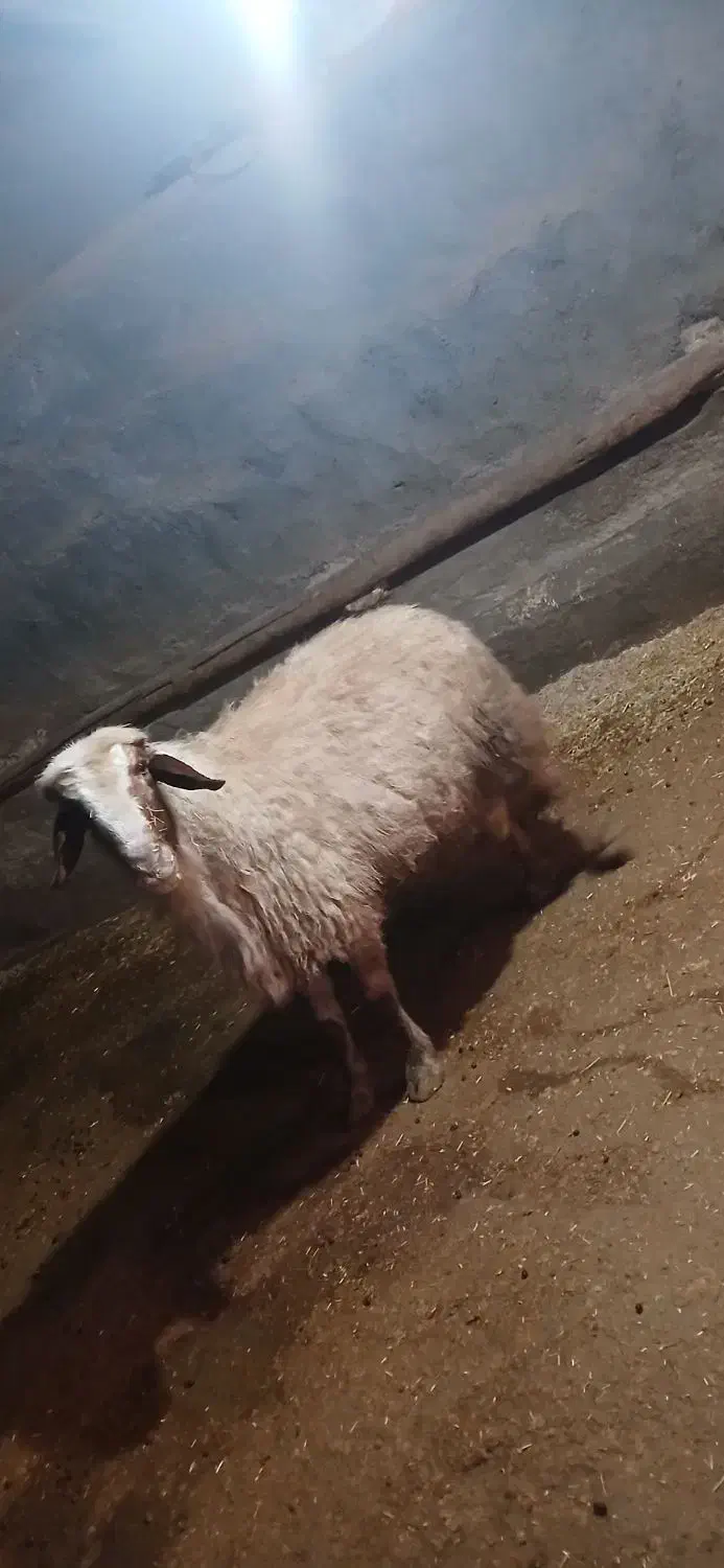 قوچ سنجابی|حیوانات مزرعه|سرپل ذهاب, |دیوار