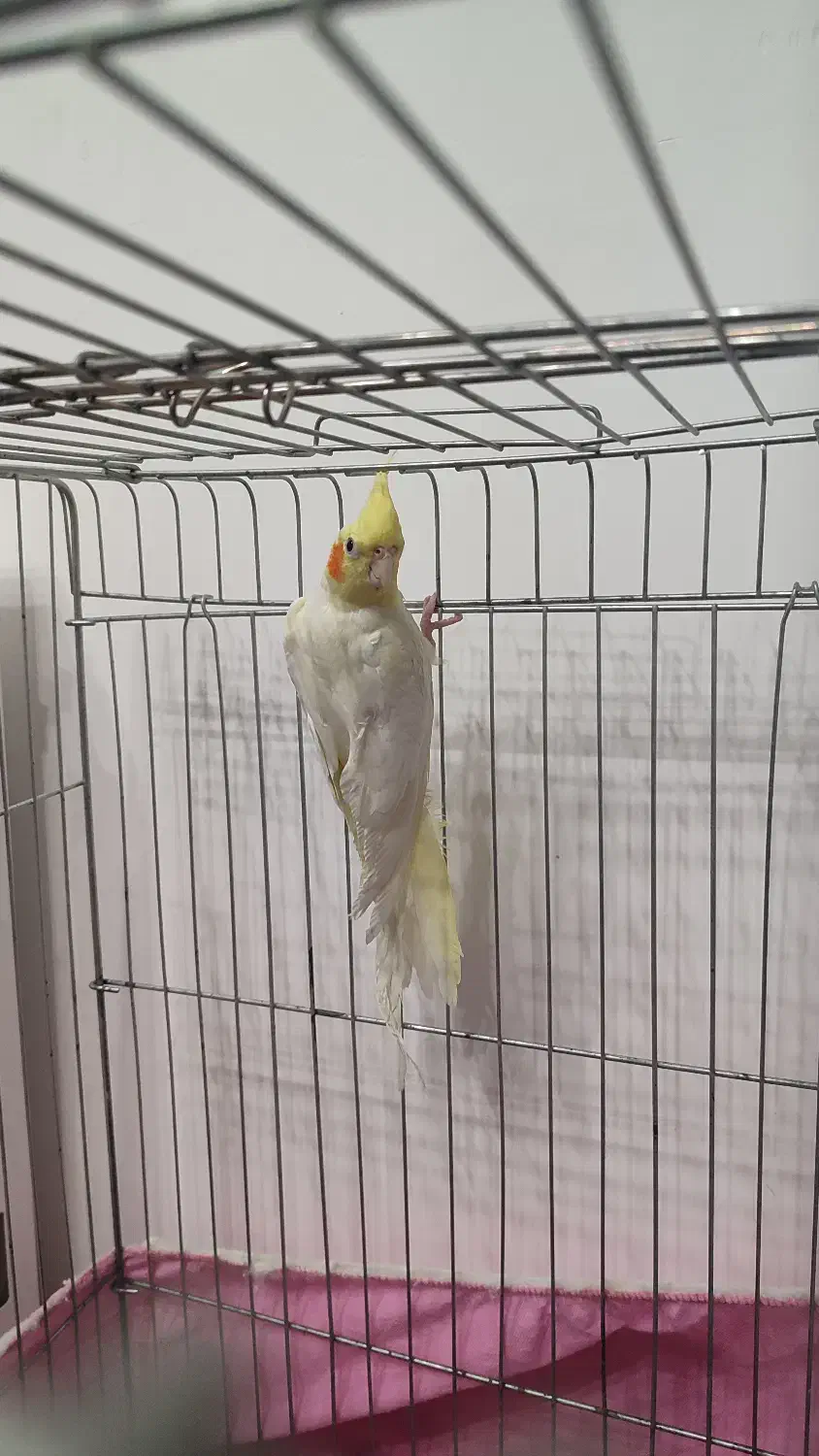 عروس هلندی|پرنده|قم, شهرک سازمان آب|دیوار