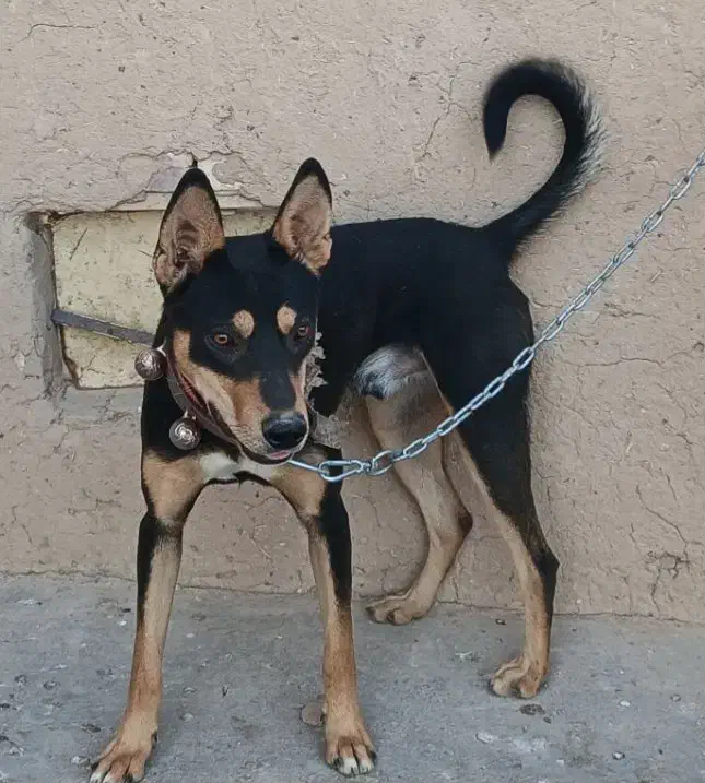 سگ گرگی گمشده|حیوانات|تایباد, |دیوار