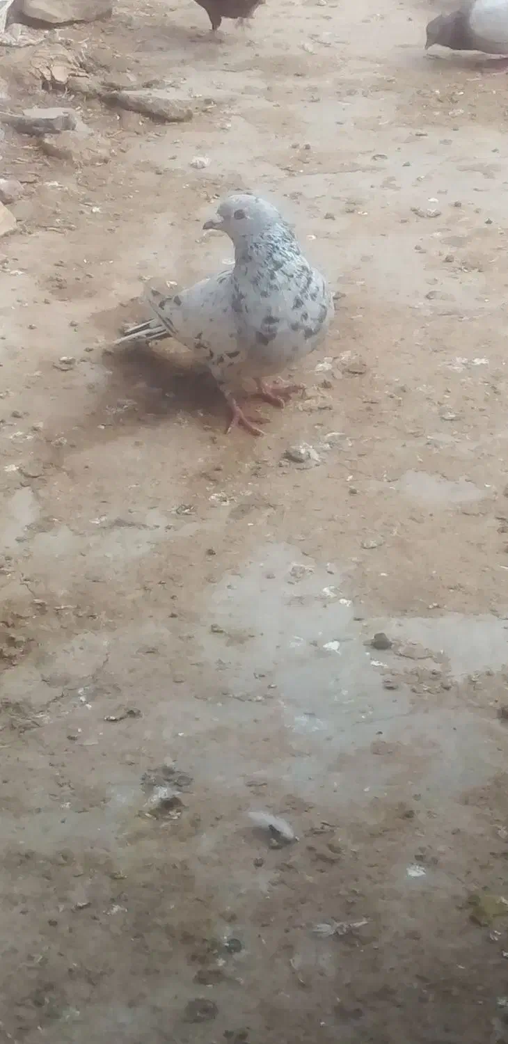 هفرنگ نر|پرنده|جوین, |دیوار