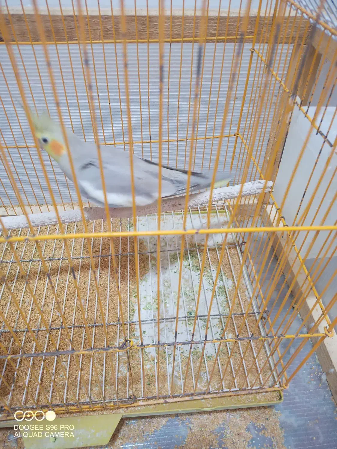 عروس هلندی|پرنده|شوشتر, |دیوار