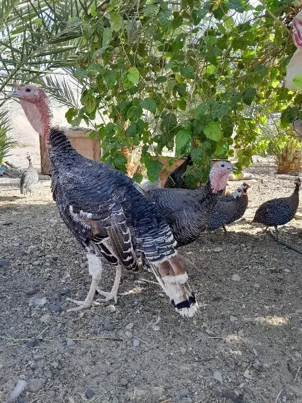 مرغ شاخدار،بوقلمون ومحلی|حیوانات مزرعه|کهنوج, |دیوار