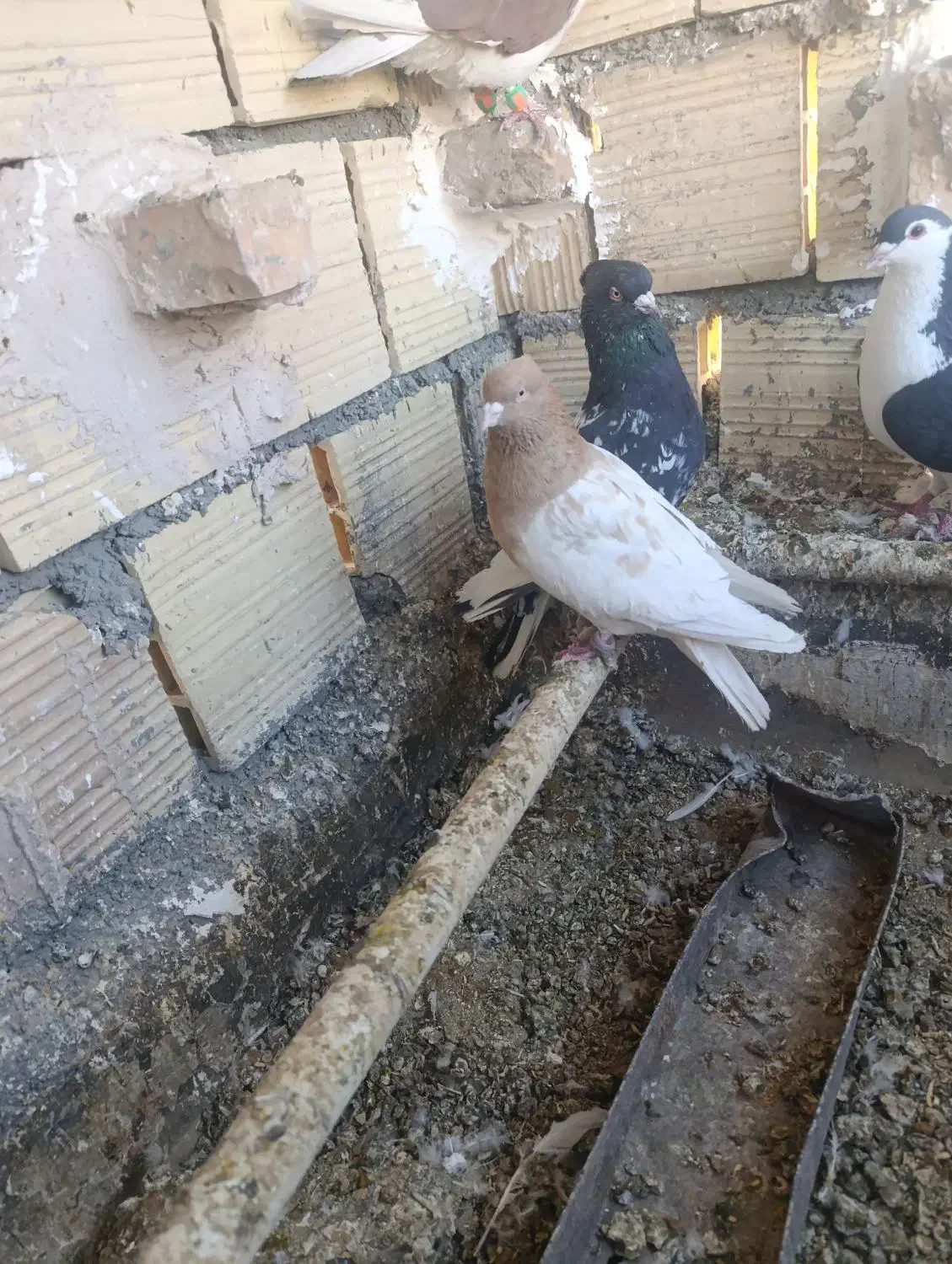 فروشی|پرنده|فردوس (خراسان), |دیوار