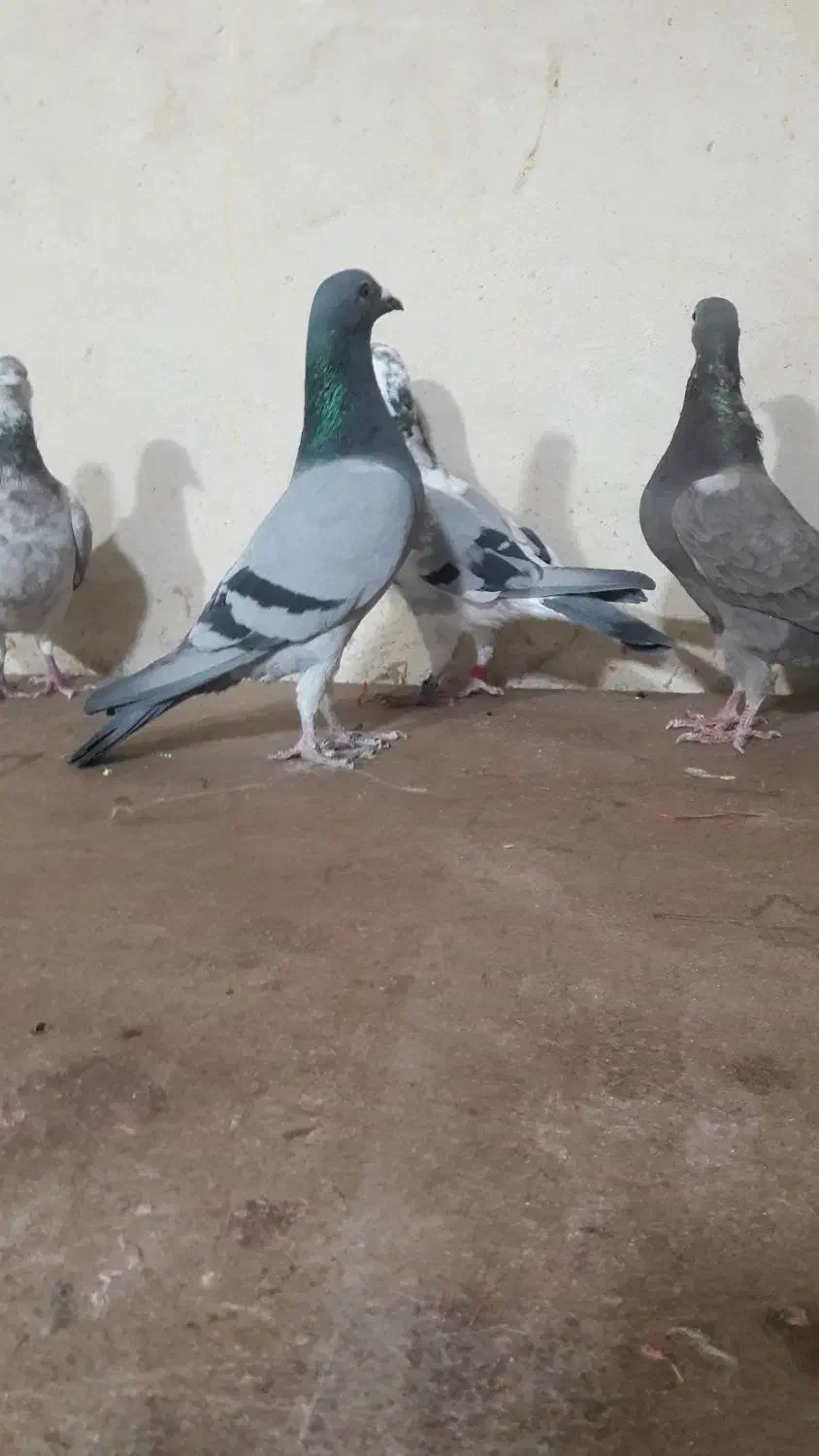 کبوتر پلاکی|پرنده|همدان, |دیوار