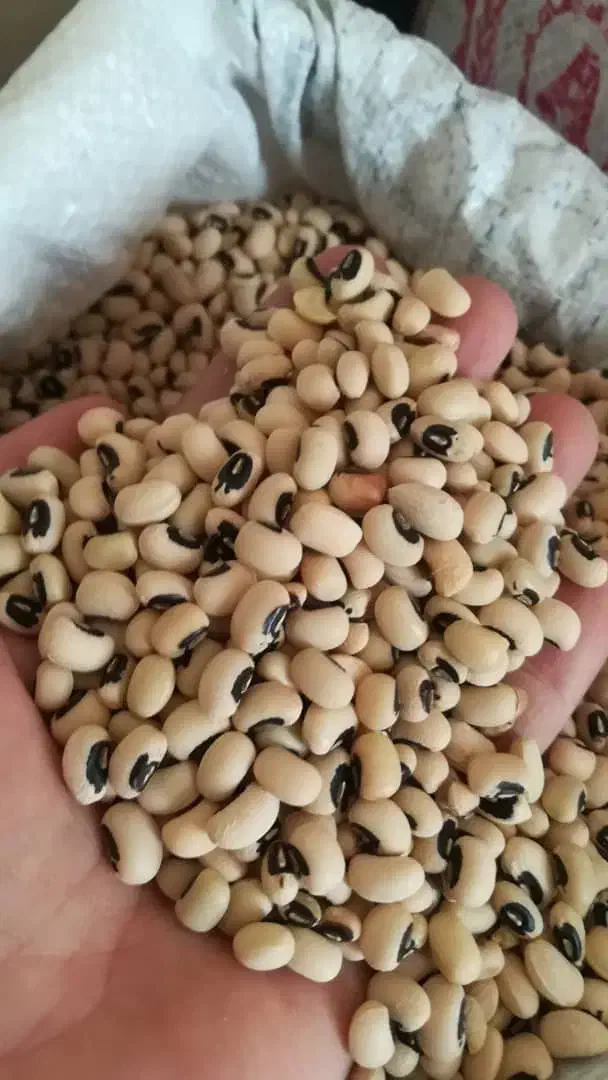 فروش حبوبات تازه و ارزان  و برنج کامفیروزی و خرده|خوردنی و آشامیدنی|شیراز, شهرک ولیعصر|دیوار