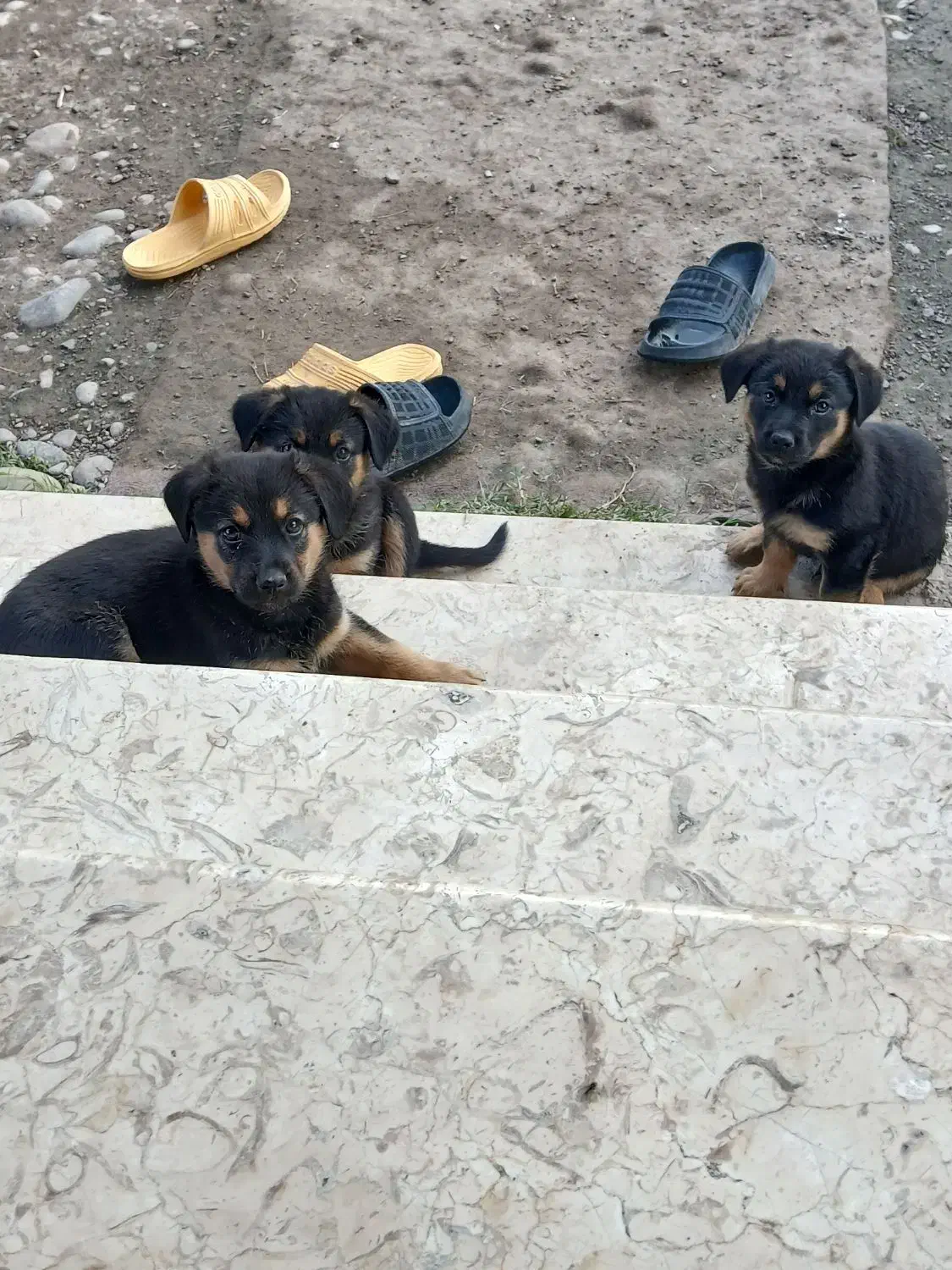 سگ ژرمن شیپرد مینیاتوزی وارداتی|سگ|سنگر, |دیوار