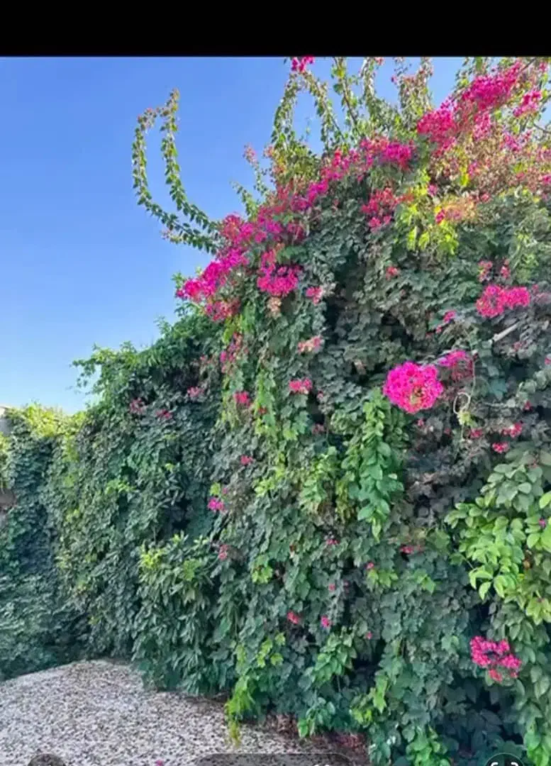 اجاره آنلاین ویلا بصورت ساعتی|اجارهٔ کوتاهمدت ویلا و باغ|دزفول, |دیوار