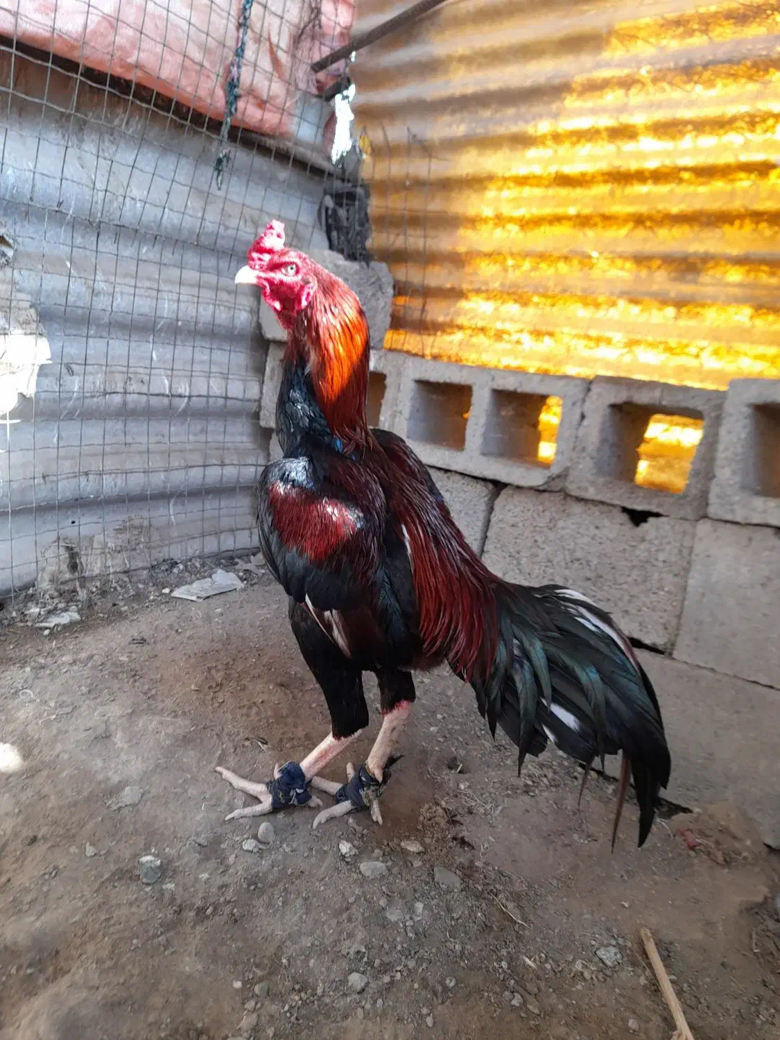 خروس|حیوانات مزرعه|میناب, |دیوار