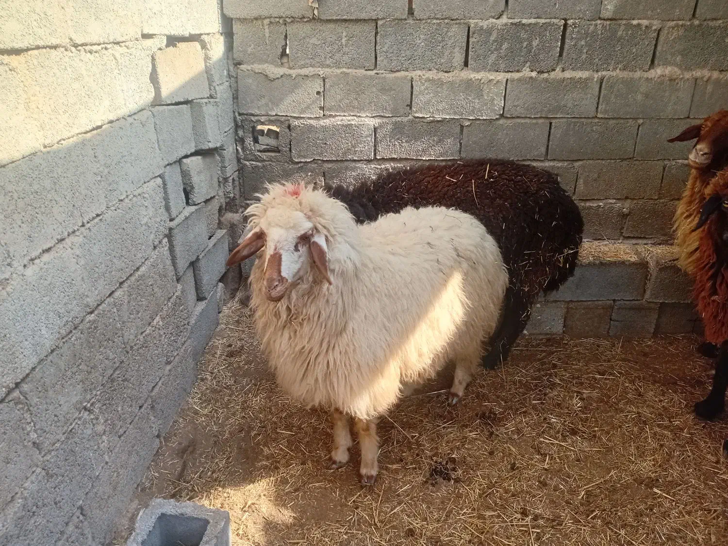 میش آبستن داشتی|حیوانات مزرعه|هندیجان, |دیوار