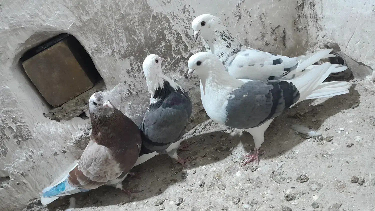 کبوتر پرشی ۴ عدد|پرنده|مشگین شهر, |دیوار