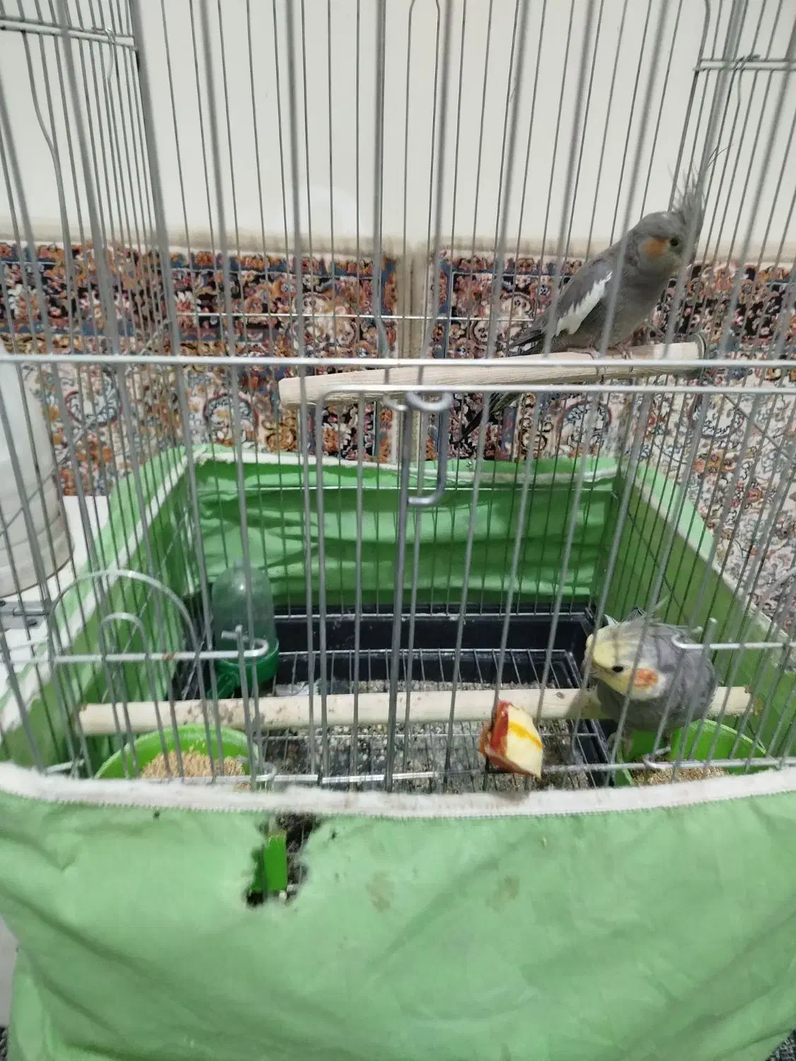 عروس هلندی|پرنده|الوند, |دیوار