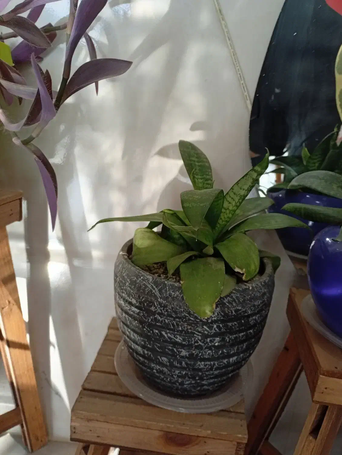 تعدادی گل به قیمت عمده ب فروش می‌رسد|گل و گیاه طبیعی|کازرون, |دیوار