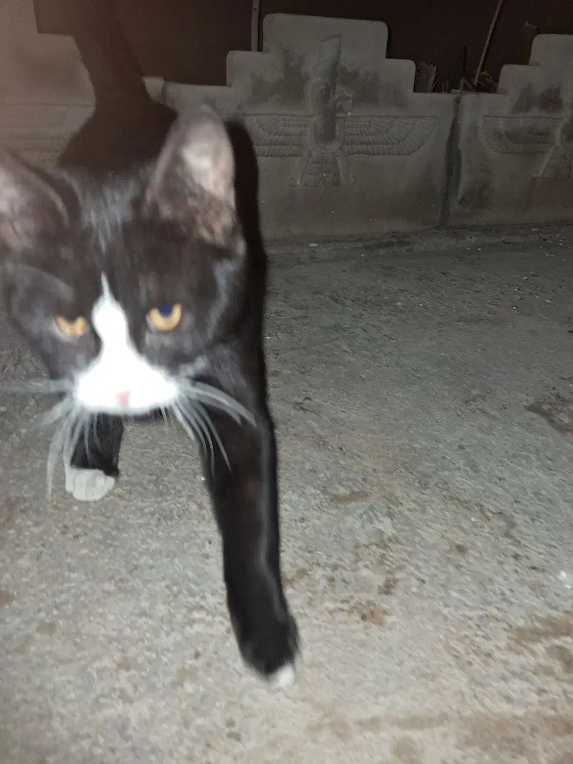 یک گربه پیدا کردم|حیوانات|دورود, |دیوار