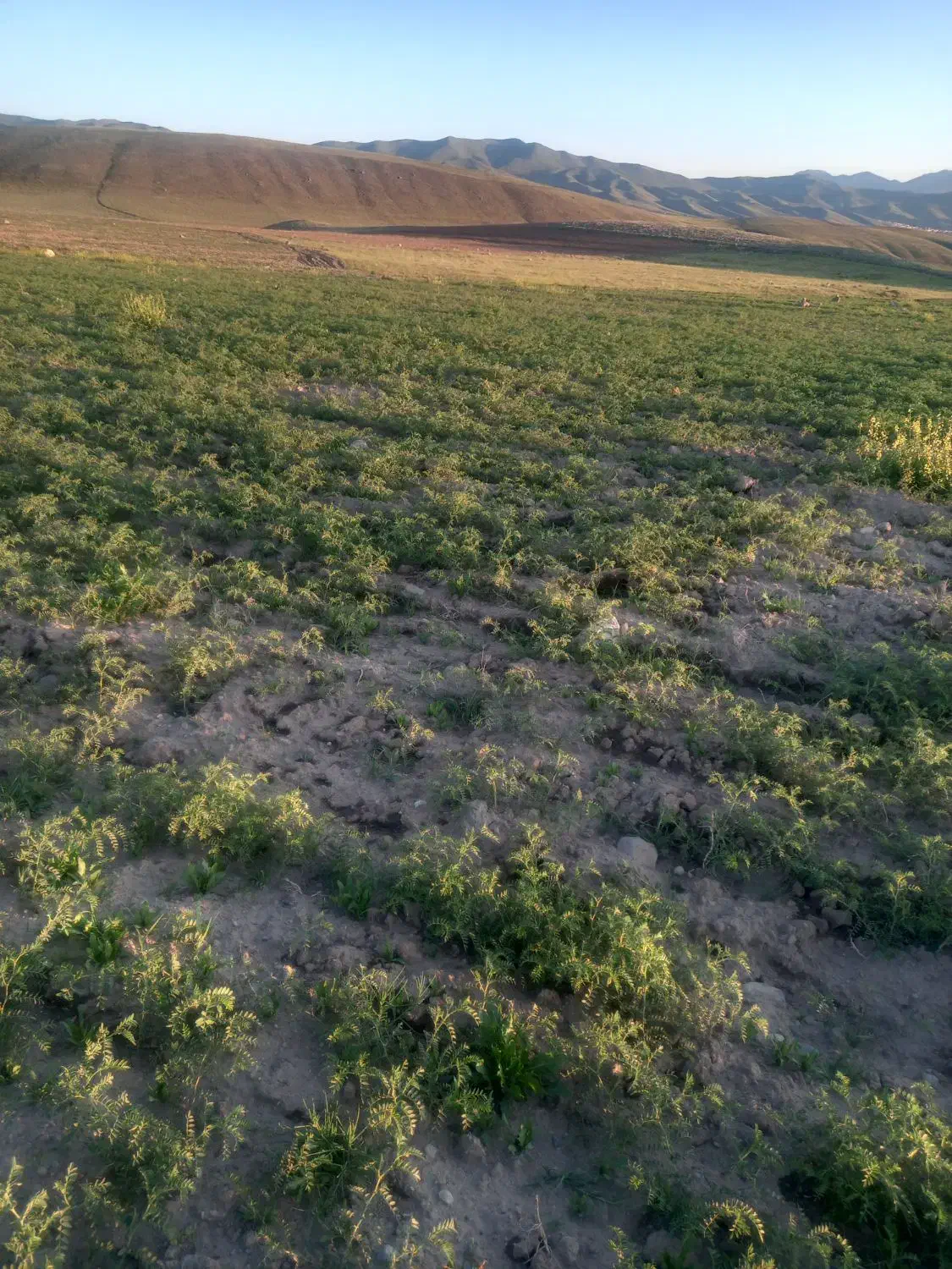 فروش قطعه زمین در اطراف سد بناب مرند|فروش دفتر صنعتی، کشاورزی، تجاری|مرند, |دیوار