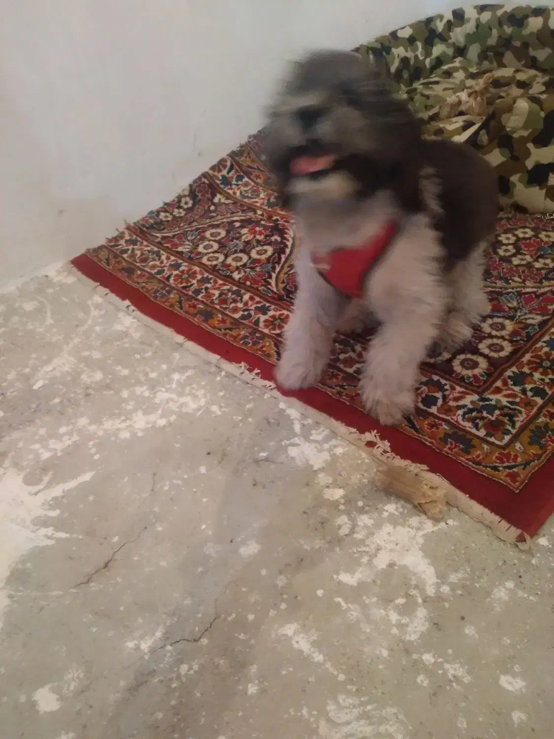 سگ نژادشیتزوتریر معاوضه باگوشی|سگ|کرمانشاه, |دیوار